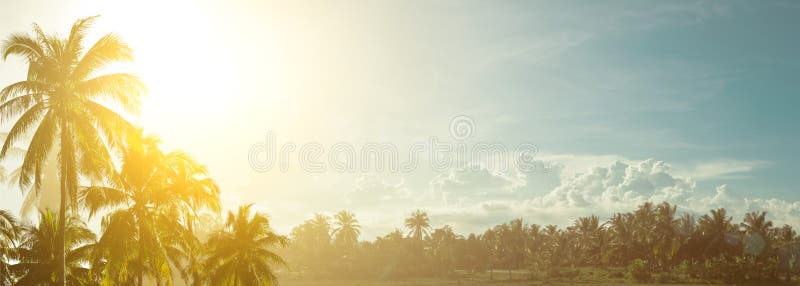 Coconut trees against the sky on a sunny hot spell.