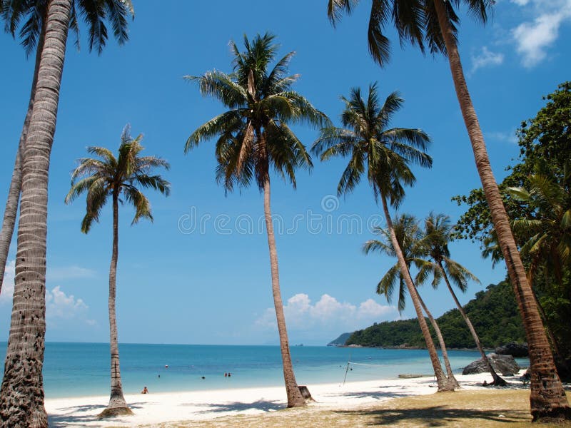 Coconut Trees in Angthong NP, Thailand stock image