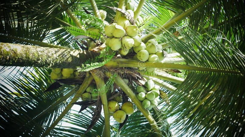 Coconut Trees Bear a Lot of Fruit, the Green Color is Very Good ...