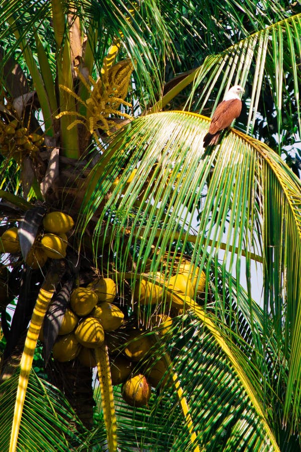 451 Fruit Eagle Stock Photos Free & RoyaltyFree Stock Photos from Dreamstime