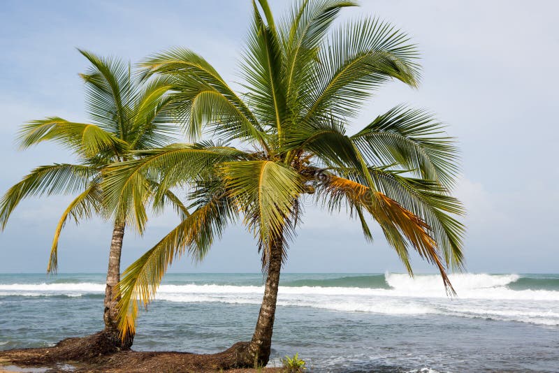 Coconut Trees and Big Sea Waves in Panama Stock Image - Image of ...