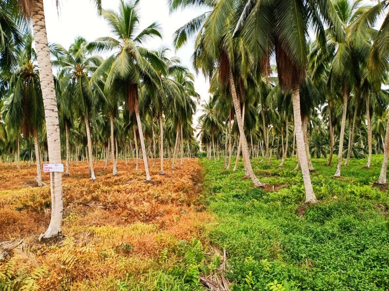 Coconut Trees stock image. Image of choclate, grass 154058899