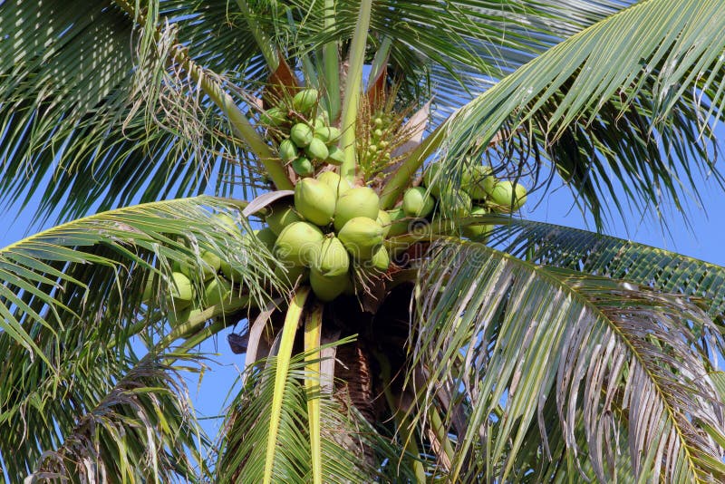 Coconut trees stock image. Image of plam, food, objects - 61758459