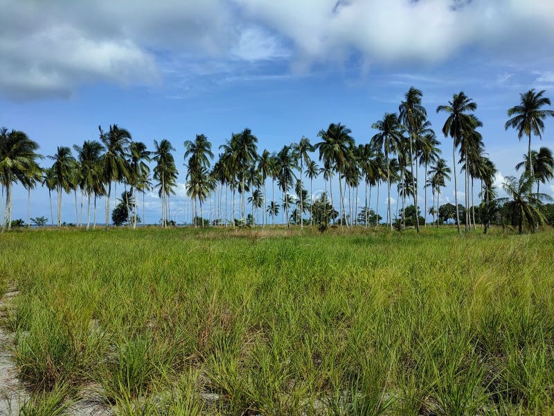 Coconut Trees and the Grass Stock Image Image of green, trees 221839085
