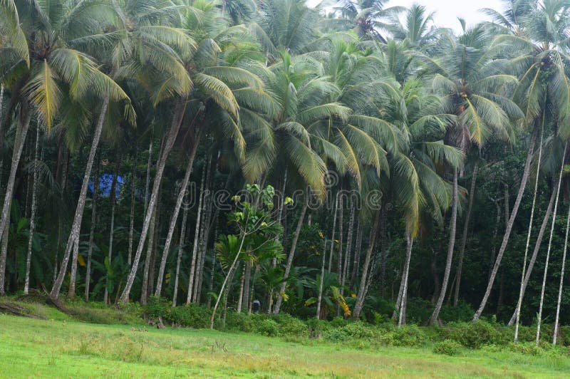 Coconut Trees and the Grass Field Stock Image Image of field, shrub