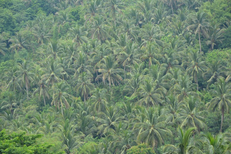Coconut Trees Grow at Mountain Stock Photo Image of rural, mount