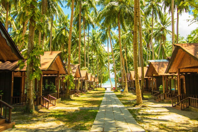 Coconut trees at Havelock Island stock images