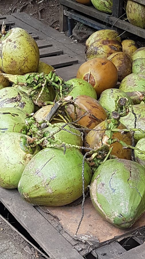 The Coconut Trees Ordinary in Tropical Areas Stock Image - Image of ...