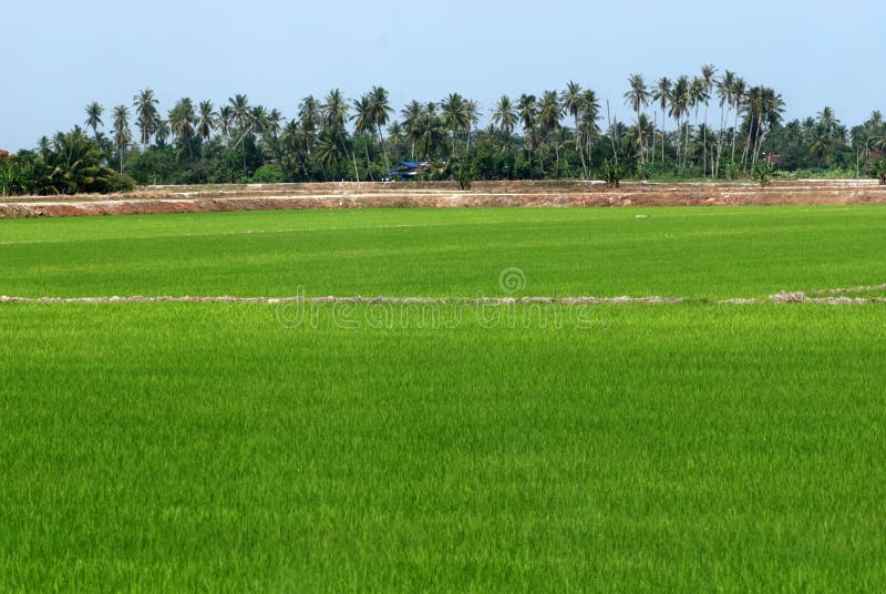 Coconut trees and paddy field