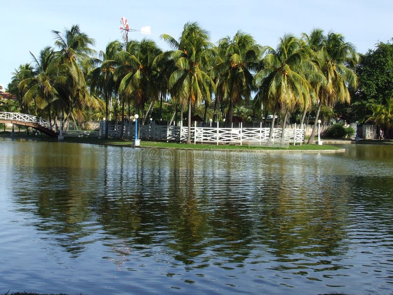 Coconut trees reflected in a water