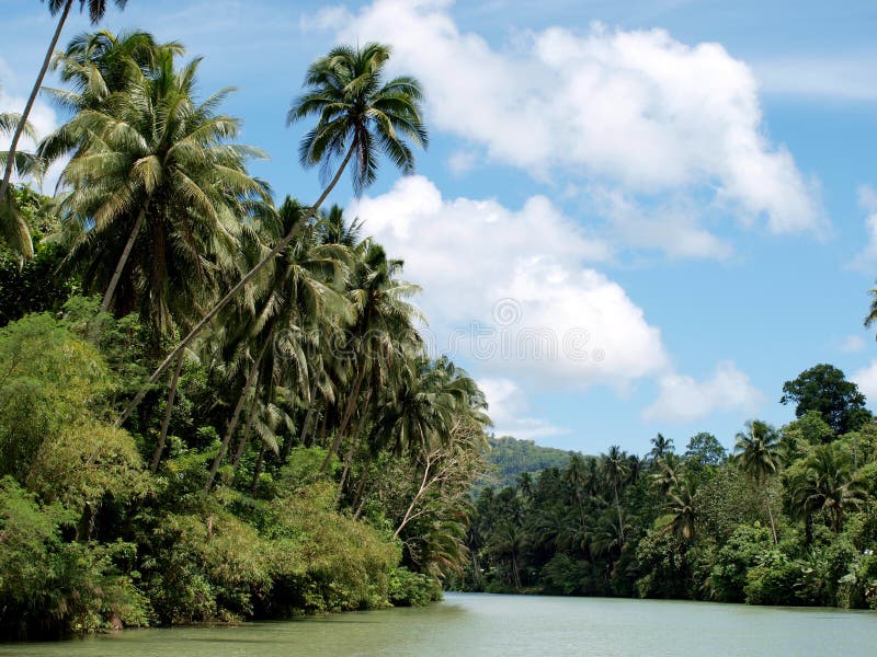 Coconut trees by river