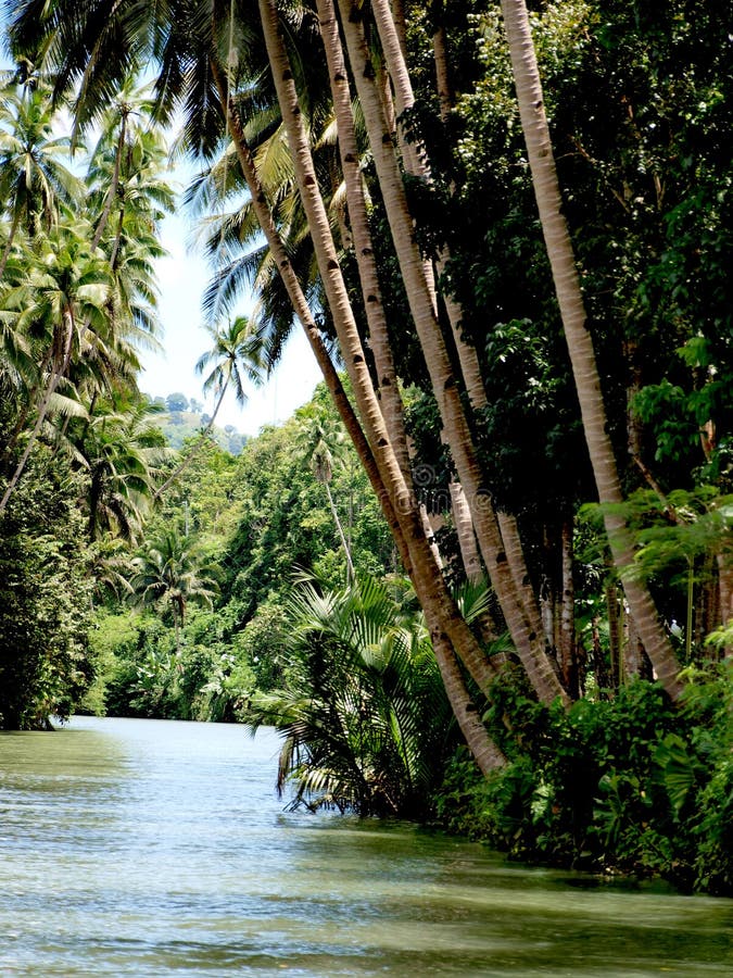 Coconut trees by river