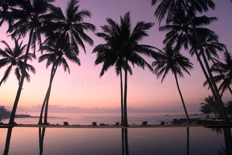 Coconut Trees at sunrise royalty free stock photography