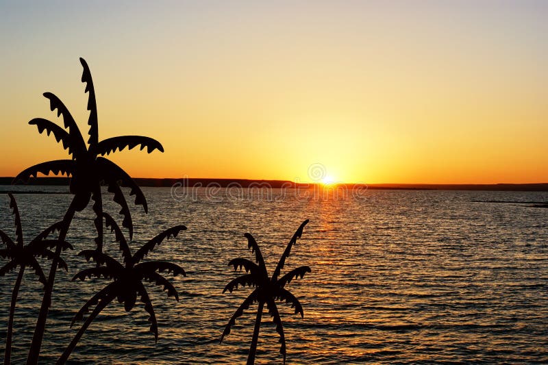 Coconut trees at sunset stock photo. Image of vacation - 17051558