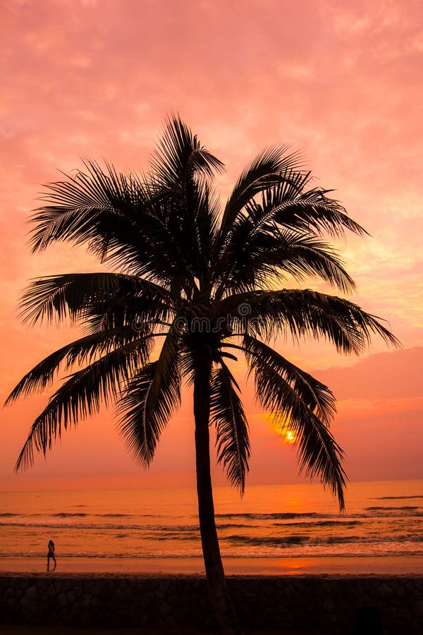 Coconut Trees With Sunset Sky Background On The Beach In The Night