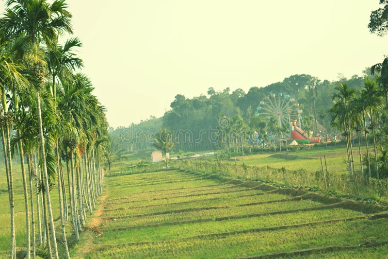 Coconut trees stock photo. Image of lanka, grass, nature 60965042