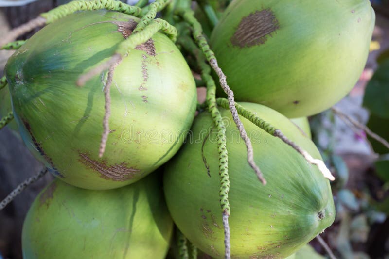 Coconut tropical fruit stock photo. Image of tropical 76680220