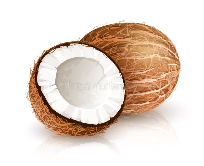 Coconut Tropical Nut Fruit with Cut. Eps10 Vector Illustration White