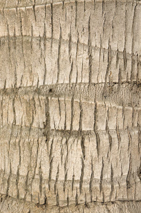 Coconut trunk stock photo. Image of nature, coconut, surface 42978320