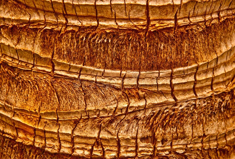 The coconut Wood texture stock photo. Image of rundown 16287292