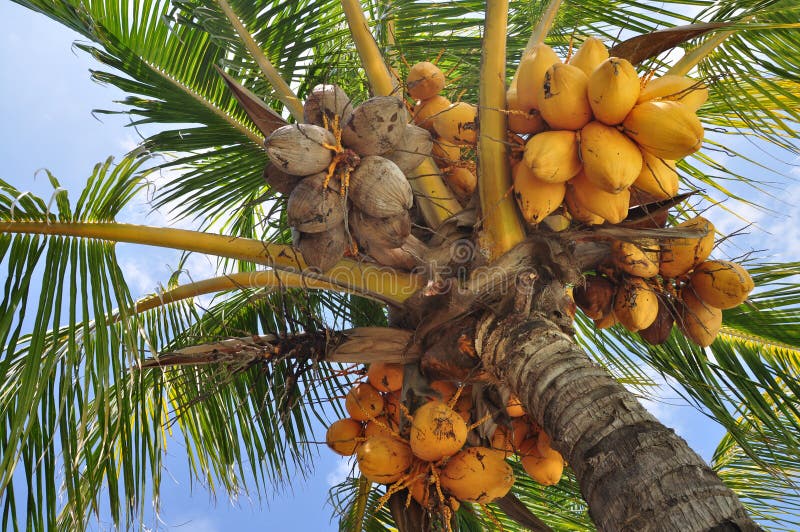 Кокос это ягода или орех. Кокос дарахти. Кокосовая Пальма пальмы. Абрикосовая Пальма. Кокосовая Пальма Южная Америка.