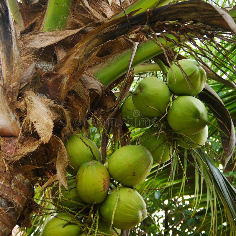 Coconuts stock photography