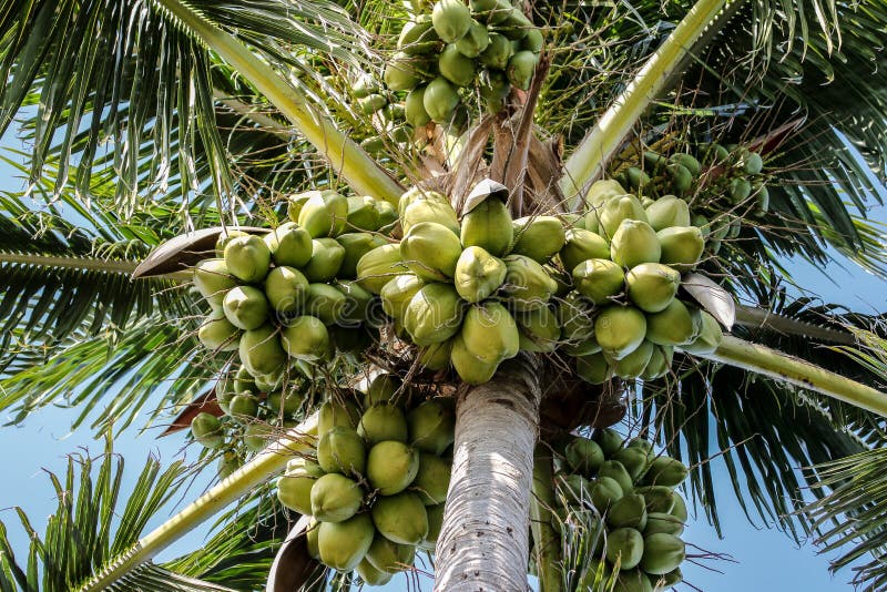 Coconuts Blooming on a Coconut Palm Tree in Florida. Stock Image