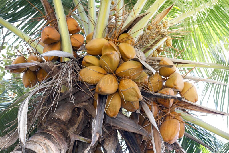 Coconuts Brown on Tree Coconut Palm, Brown King Coconut Young in Garden ...