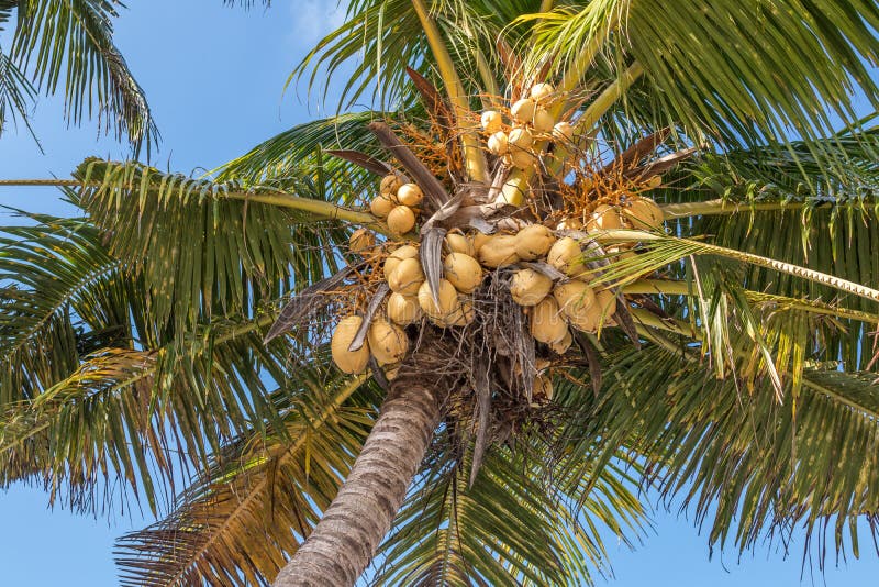 Coconuts On A Coconut Palm, Bali Island. Picture Image 162502140