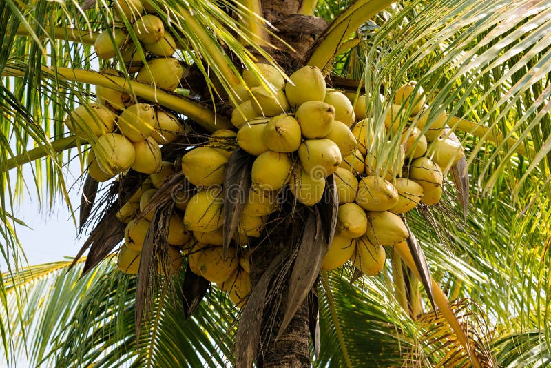 Coconuts on a coconut palm