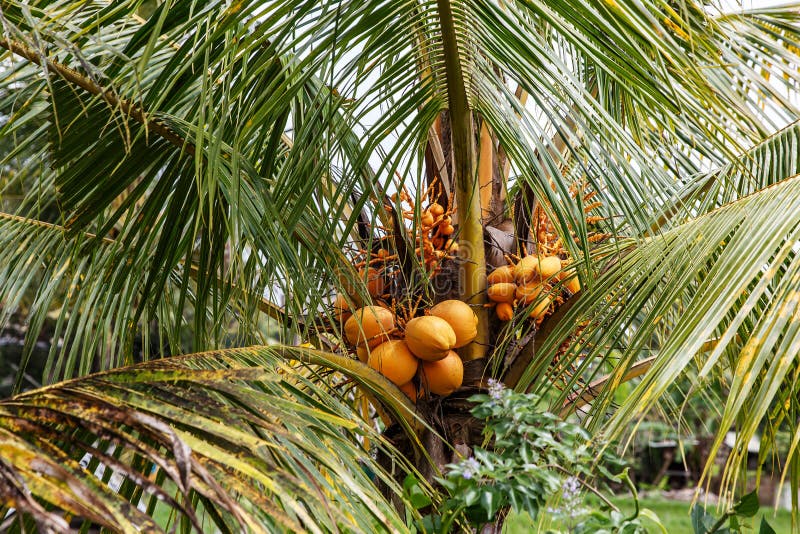 Coconuts Grow on a Palm Tree Stock Photo - Image of element, exotic ...