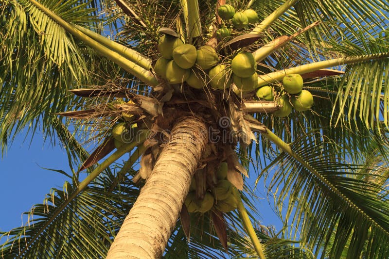 Coconuts hanging on a palm tree royalty free stock images