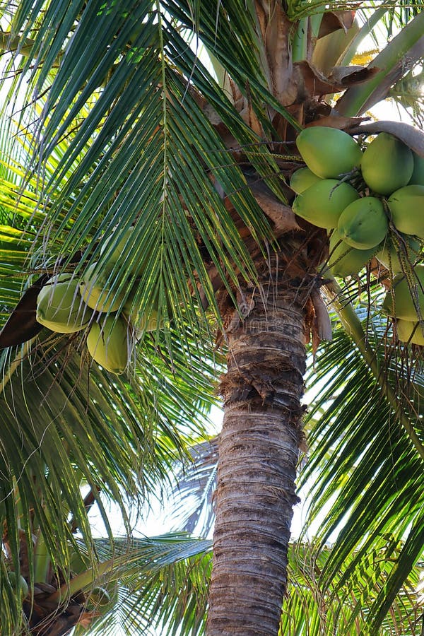 Coconuts Hanging on Palm Tree Stock Photo Image of hanging, fruits