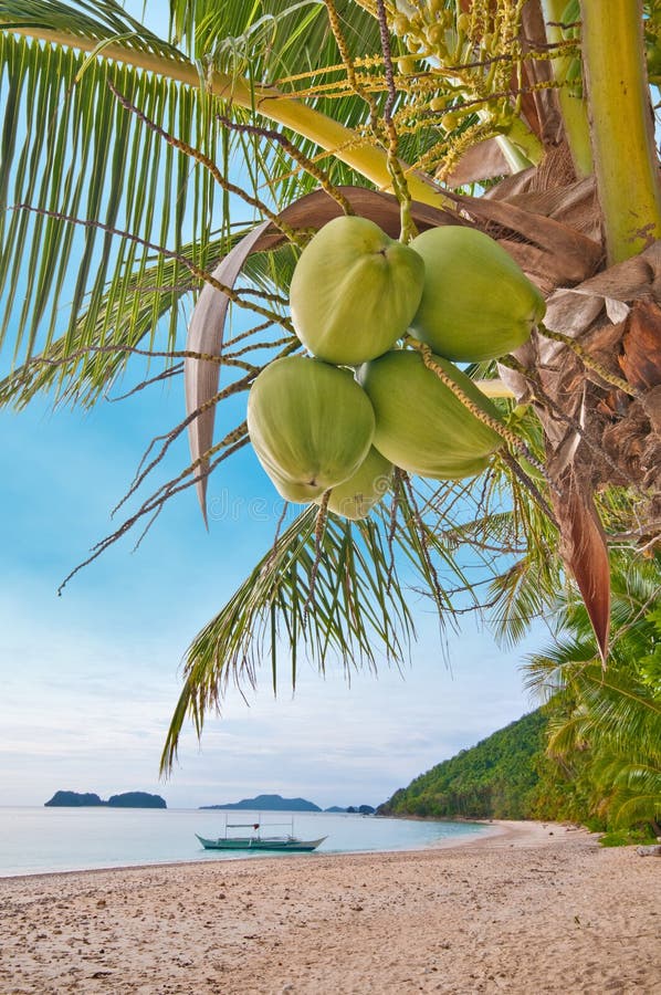 Coconuts on a palm