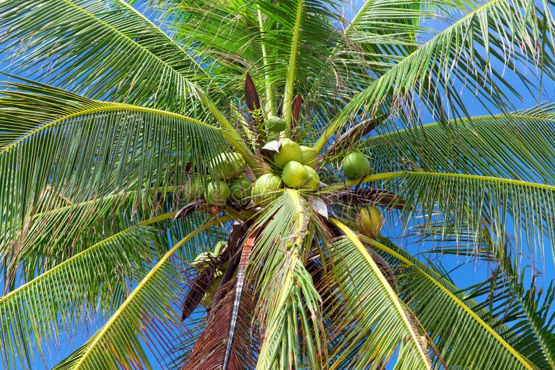 Coconuts on palm tree royalty free stock photos