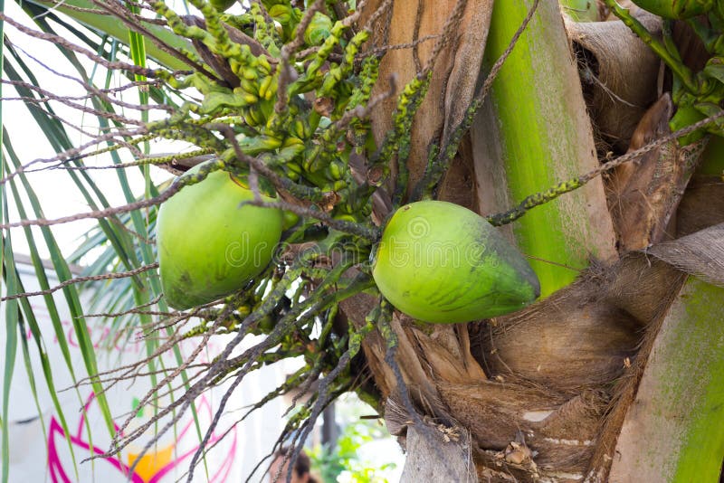 Coconuts in Palm Tree Hawaii Stock Photo Image of beaches, color