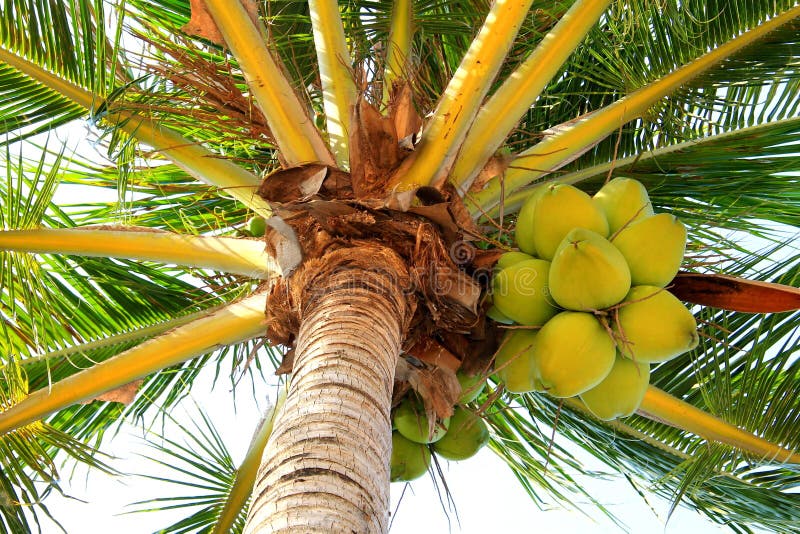 Coconuts on a palm tree. stock photo. Image of fresh - 88784434