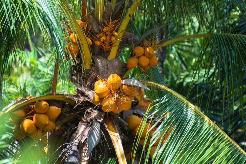 Coconuts on the palm tree royalty free stock photography
