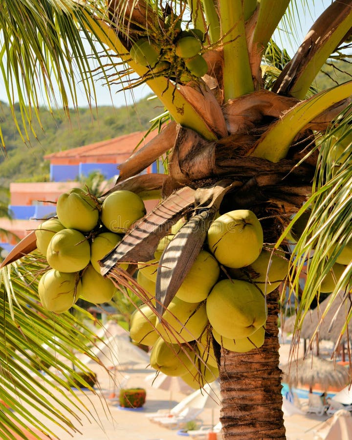Coconuts on a Resort in Mexico Stock Image Image of location