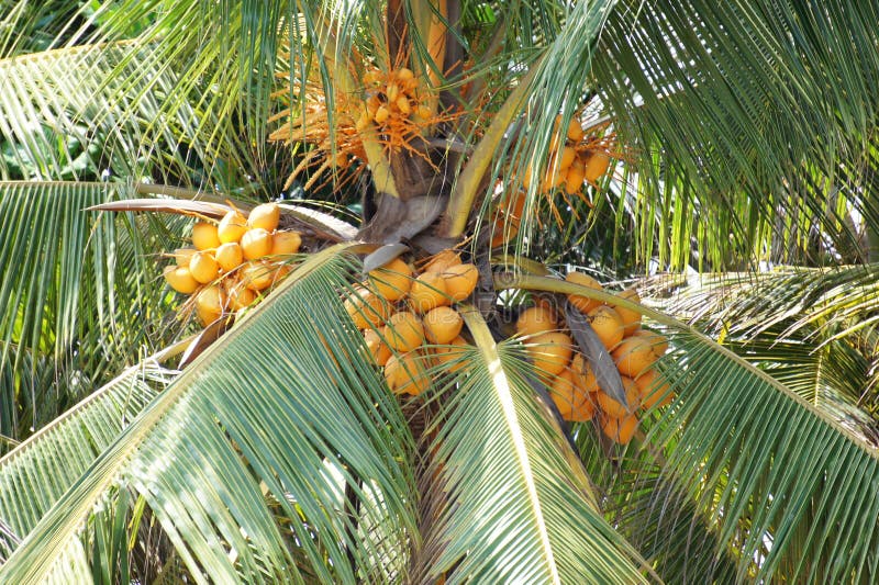 Coconuts stock image. Image of royal, tree, coconuts - 71789829