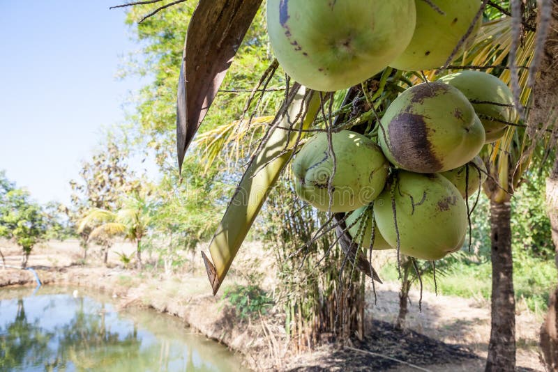 Coconuts Hang From A Palm Tree On A Sandy Beach In Paradise With The Ocean In The Background