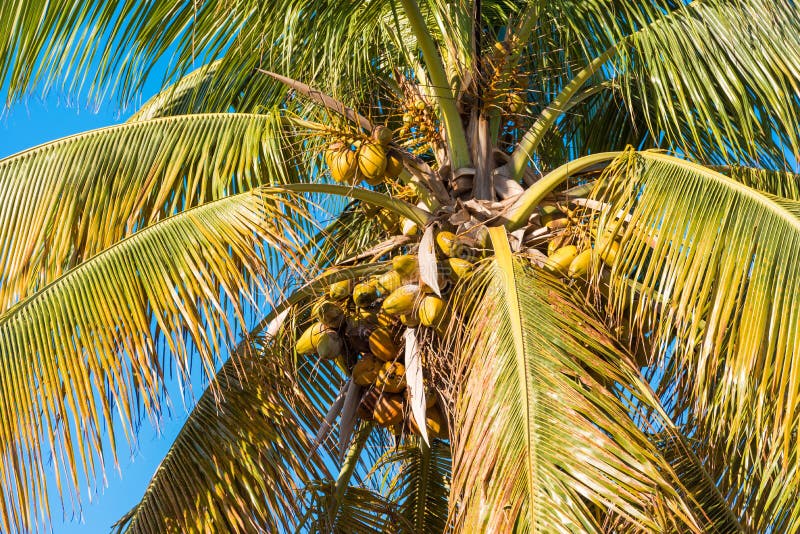 Coconuts On The Background Of The Caribbean Sea In Bayahibe, La