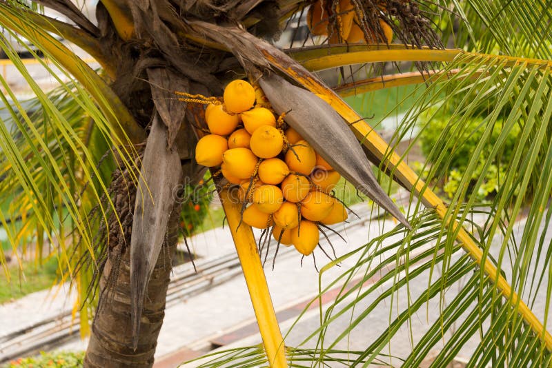 Coconuts on tree stock image. Image of fruit, orange - 68285691