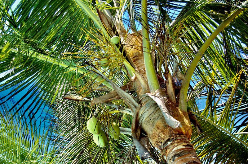 Wild Coconuts Floating in Water in the Tropical Forest in Hawaii Big