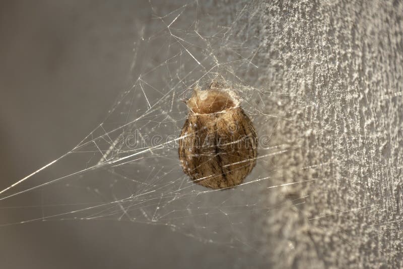 servet Opsplitsen willekeurig Cocoon or Egg Case of Wasp Spider Argiope Bruenichii. Daylight Sunlight  Stock Image - Image of background, argiope: 127133105