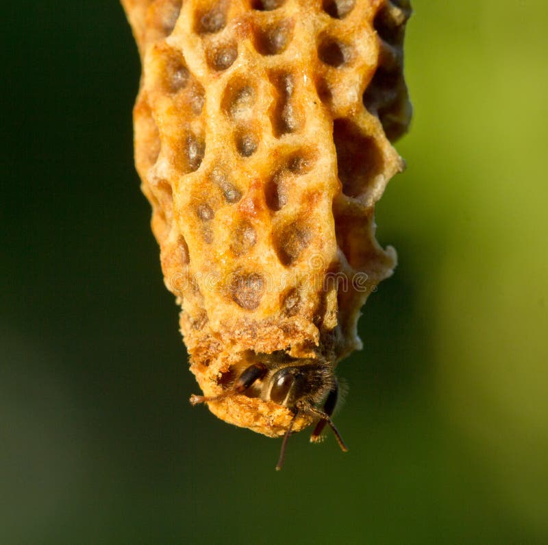 Cocoon queen bee. Queen bee opens cocoon to exit it