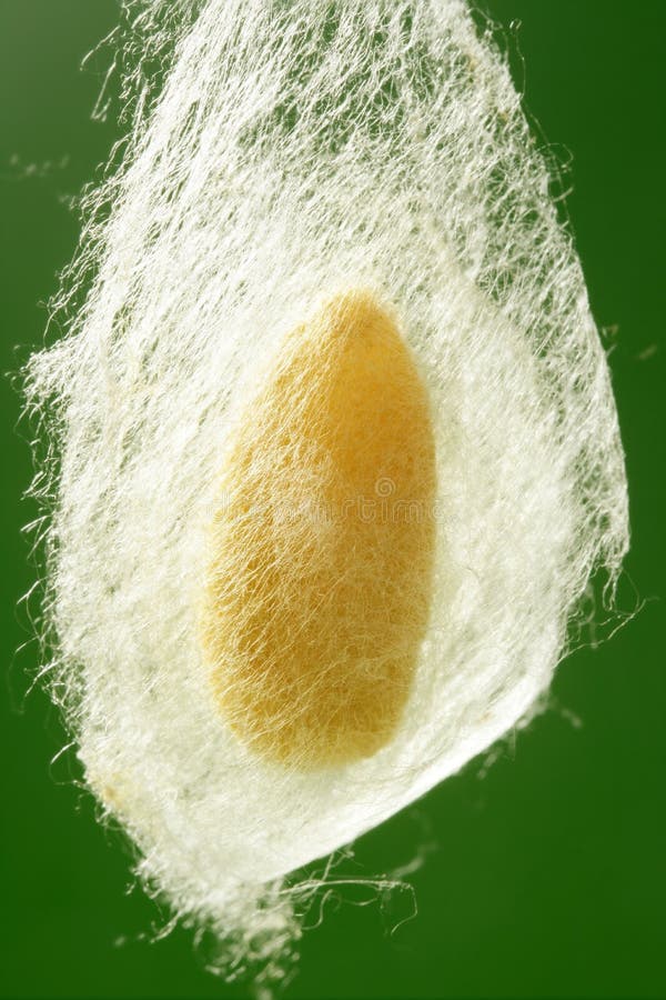 Cocoon of silkworm hanging on silk worm net