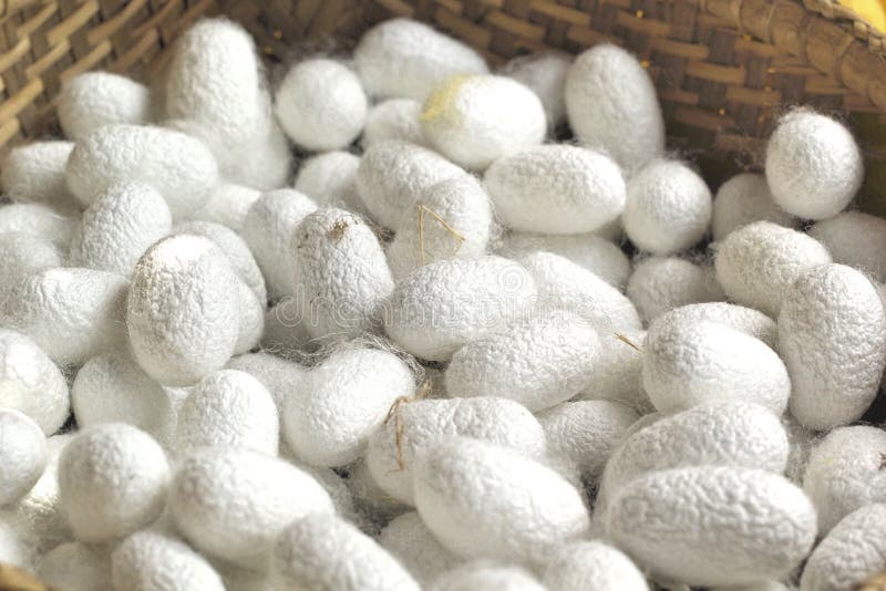 Cocoon Silkworm Many Silk Worm Stock Photo Image of gold, fiber 48693568