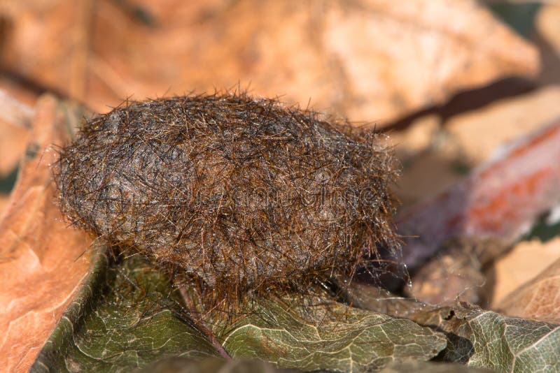 download brown wooly caterpillar download brown wooly caterpillar