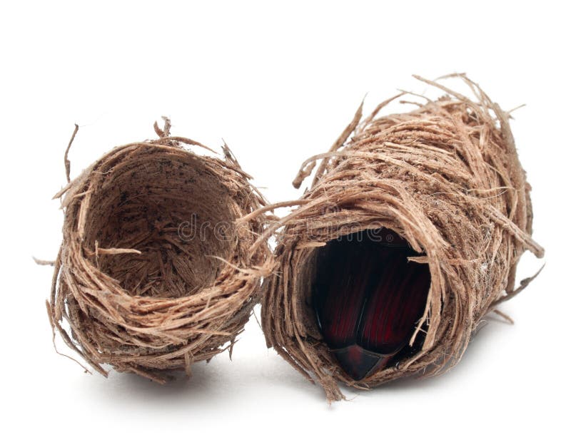 Cocoons of Red palm weevil, Rhynchophorus stock image